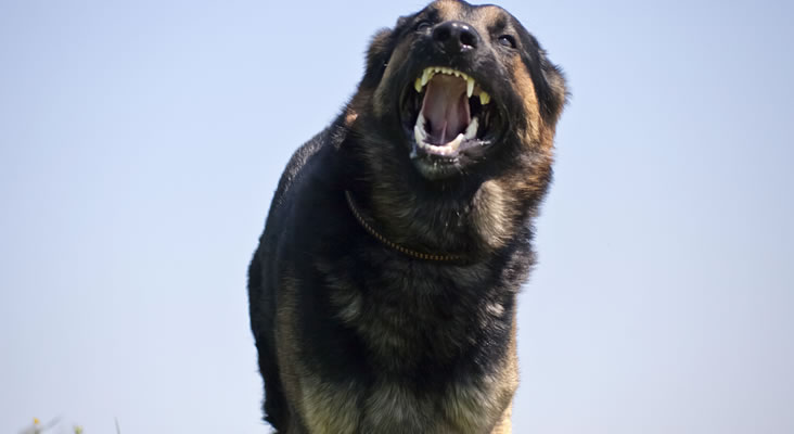 Dog Bite Attorney